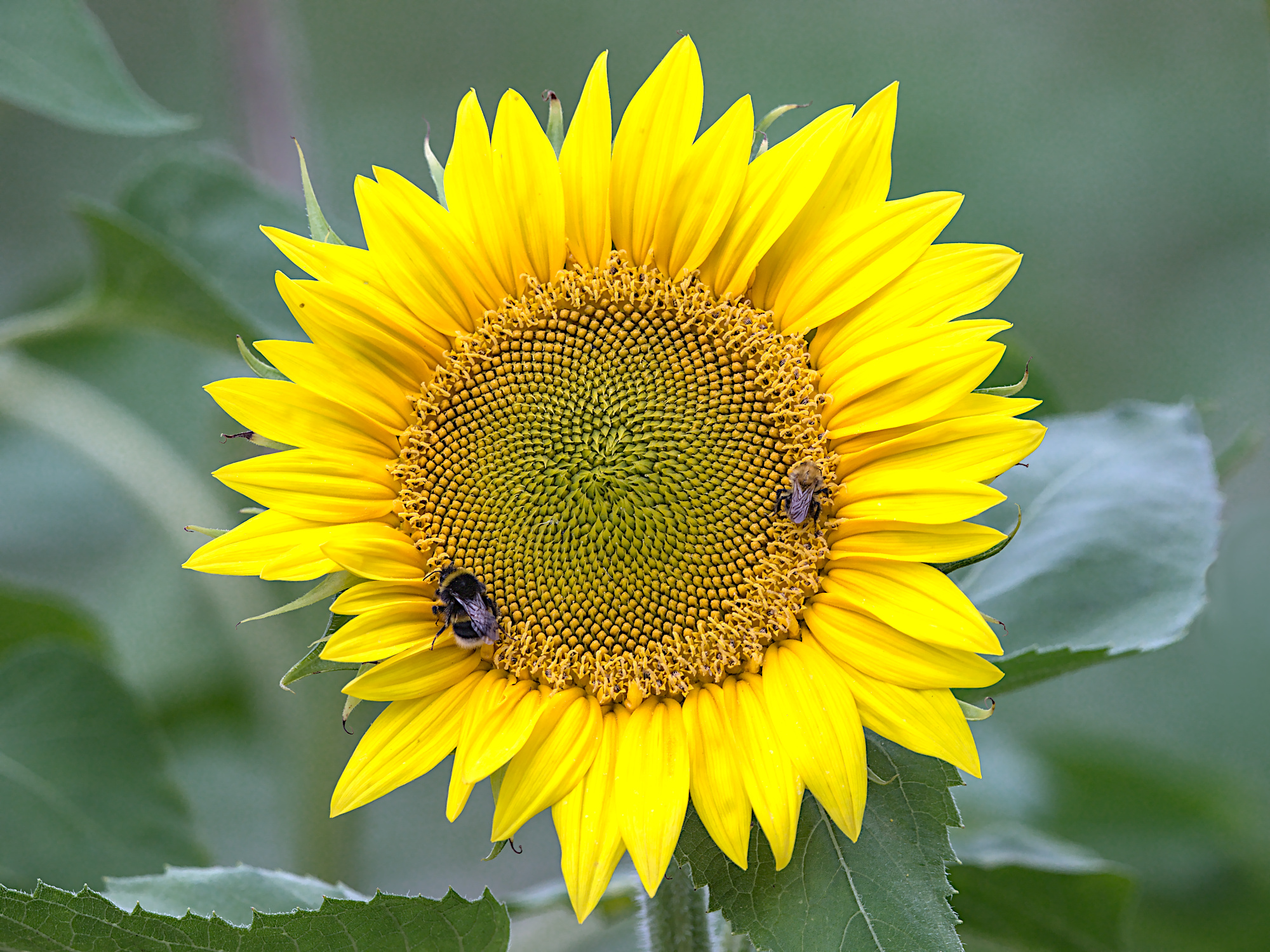 Sonnenblume mit arbeitendem Volk